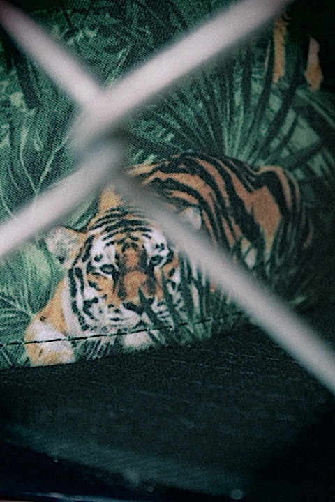 IMG_3729 IMG_3729