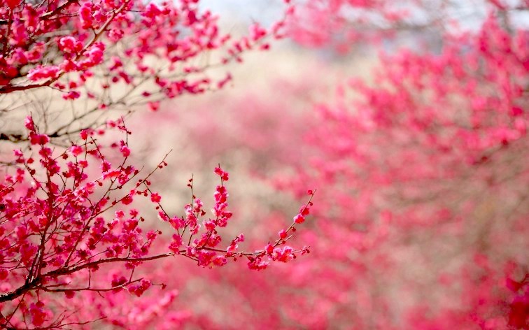 Cherry-blossoms