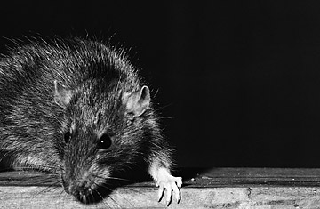 360_rats_1215